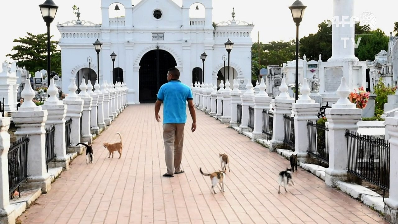 Pact with the devil? Cats guard tombs in Colomb...