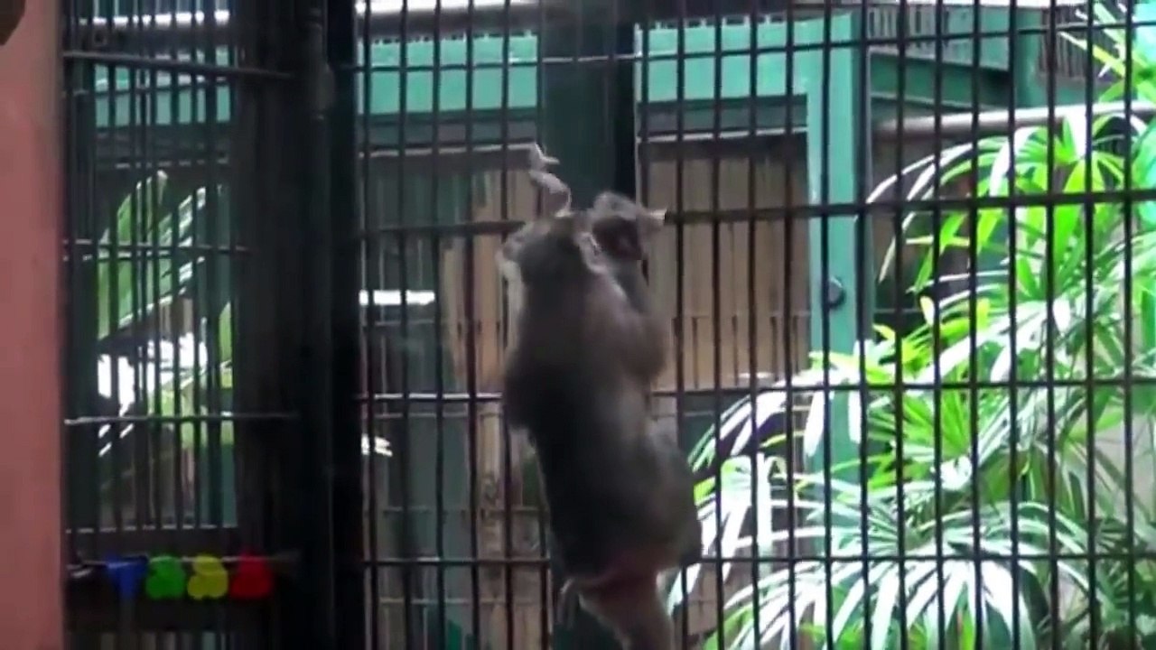 Poor Baby Monkey Best Of