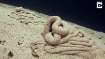 Bizarre footage shows other-worldy worm leave large coils of sand on sea bed