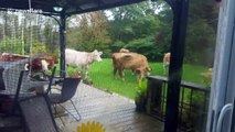 Heard of cows invade neighbourhood back garden