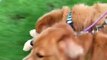 Golden Retrievers Head Out on Morning Walk With Teddy Bear