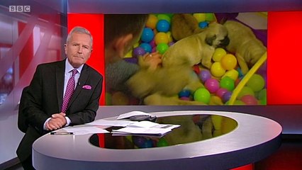 BBC1 Look North (East Yorkshire & Lincolnshire) 18Oct17 - Little Rascals puppy farm