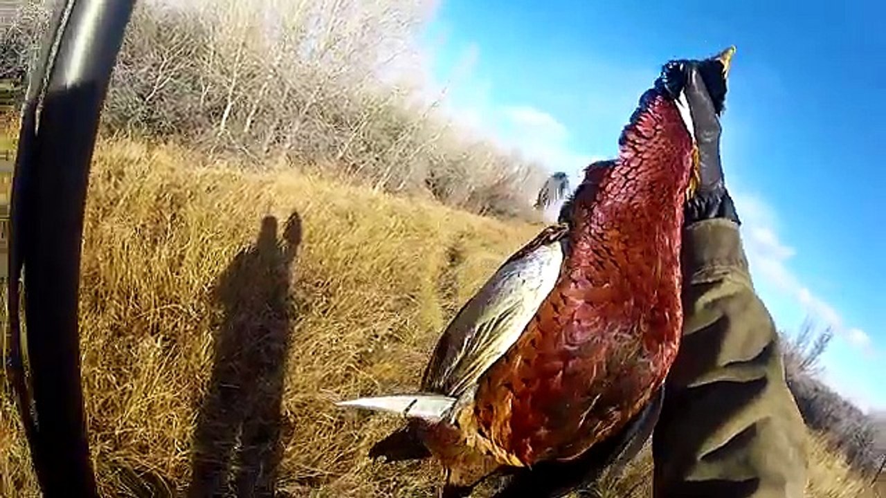 Pheasant Hunting Montana