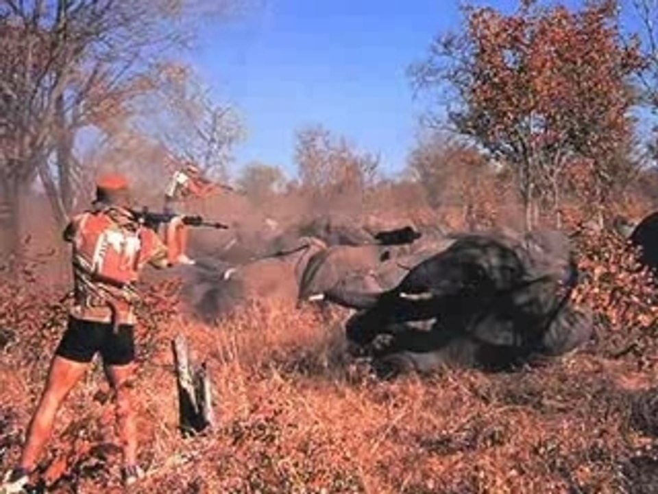 Maltraitance animal