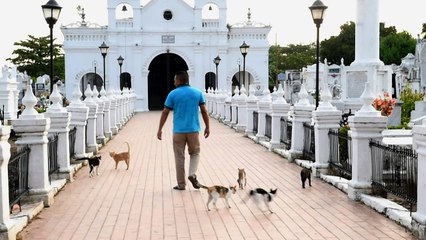 Gatos cuidam de túmulo