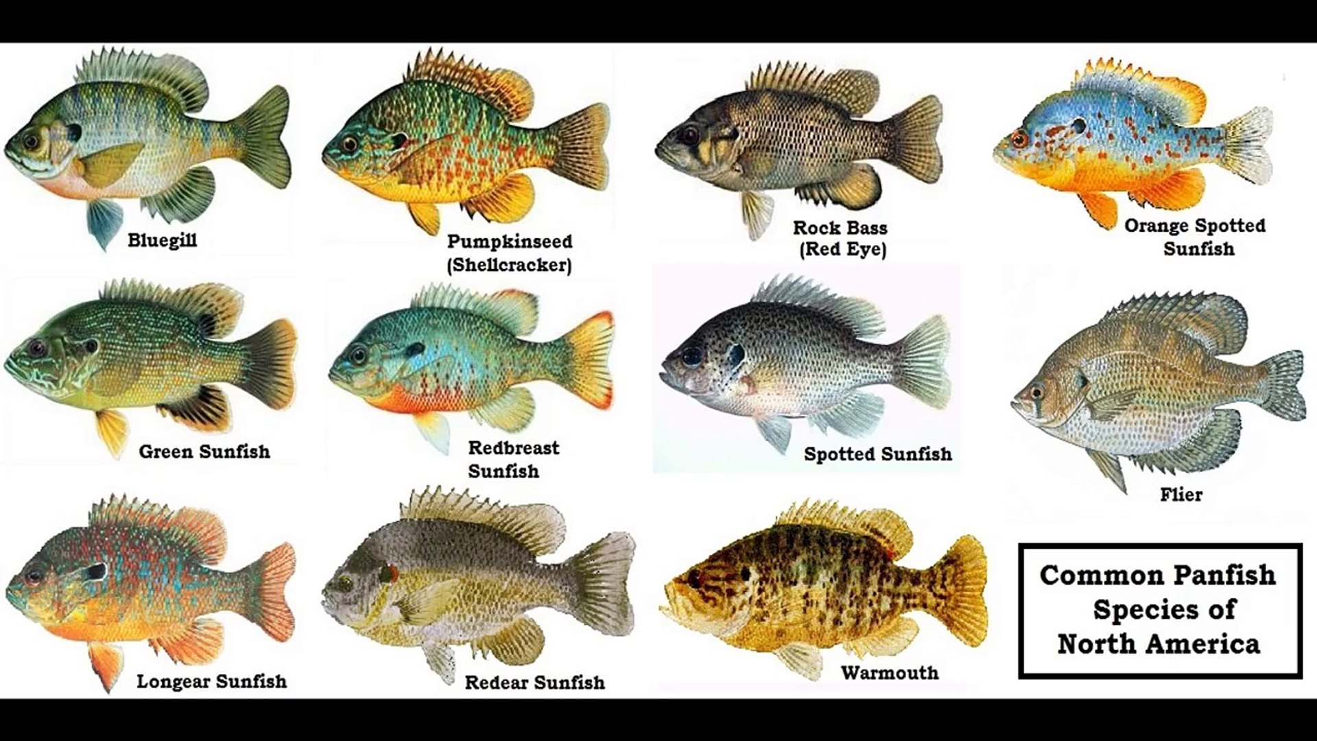 Sunfish Family перевод