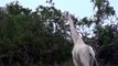 De rares girafes blanches sont découvertes et elles sont incroyablement belles