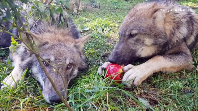 Des loups filmés en pleine nature se partagent une pomme et jouent ensemble !