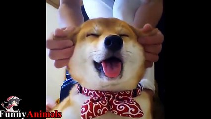 A Cutest and Funniest Shiba Inu Videos Compilation 2017 - Funny Dogs Video