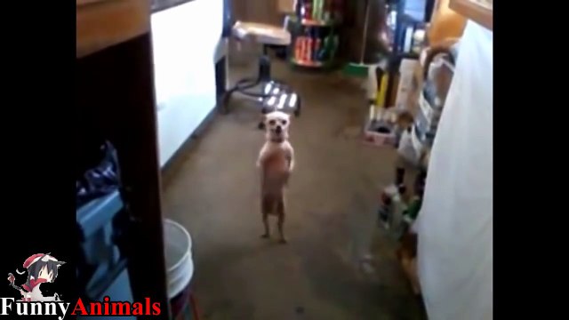 Funny Dogs Dancing Compilation 2017 - Funny Dog Videos