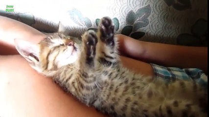 Funny Cats Sleeping in Weird Positions Compilation (2014)