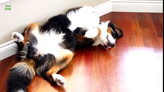 Funny Dogs Sleeping in Weird Positions Compilation (2013)
