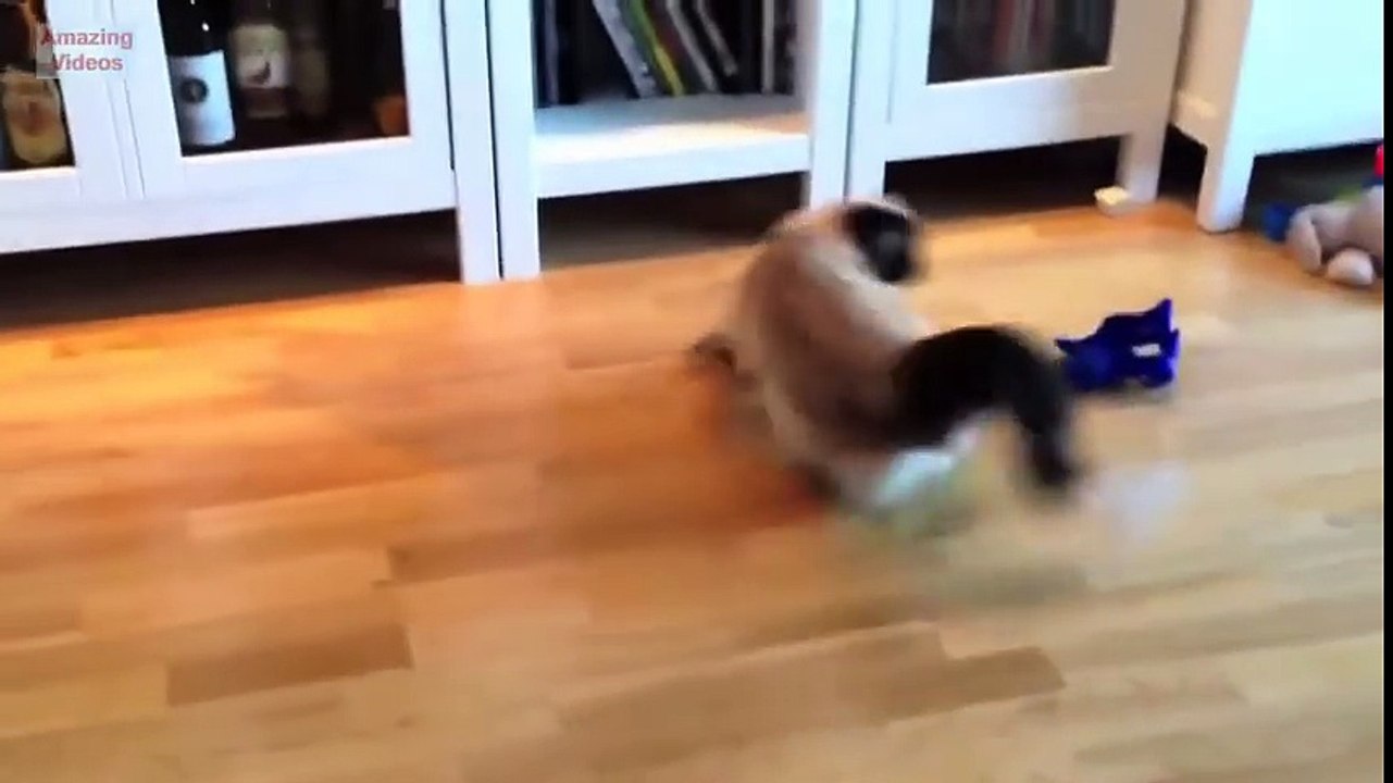 Funny Cat Jump Fail 2015 video Dailymotion