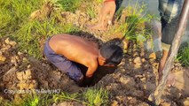 Wow! Amazing Crab Trap - How To Catching Crabs With Deep Hole In Cambodia - A Very Simple Crab Trap
