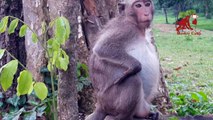 Monkey giving birth, Baby monkey gone a way, Monkey Camp part 616