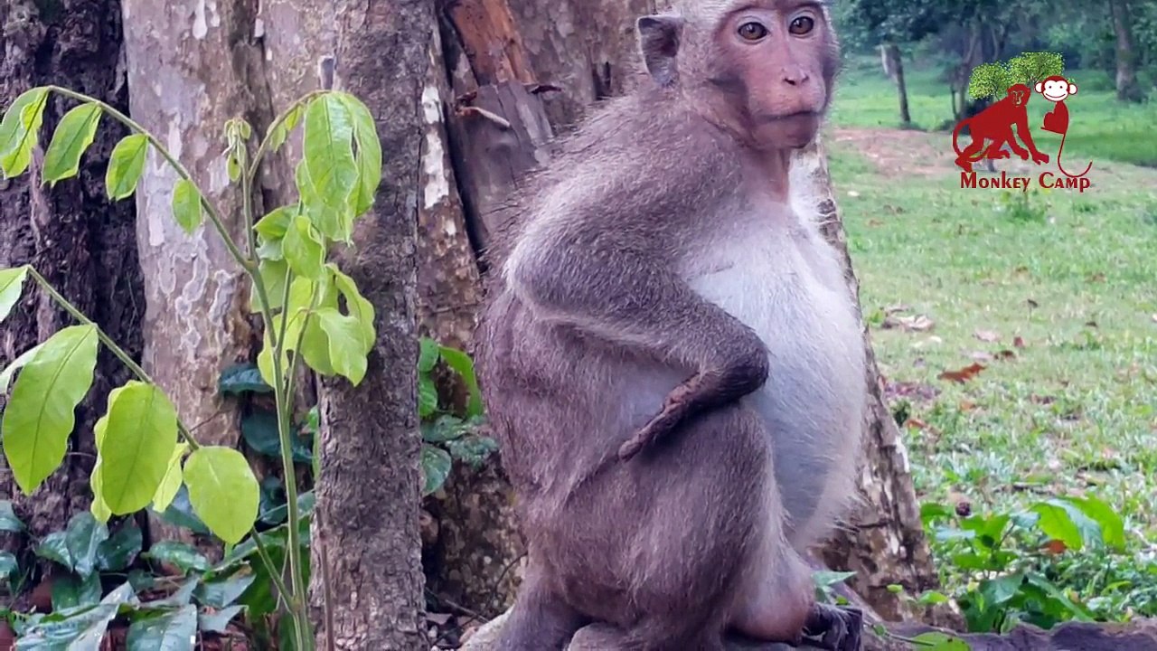 Monkey giving birth, Baby monkey gone a way, Monkey Camp part 616