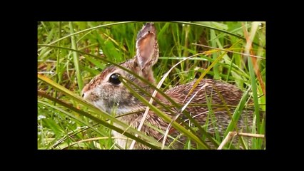 Rabbit TV A Film for Dogs
