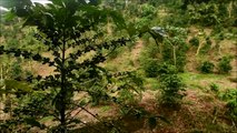 Cambio climático amenaza cultivos de café en Latinoamérica