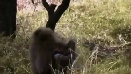 ببینید چگونه شادی ها بچه آهو را از چنگ پلنگ نجات می دهند