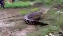 Villagers Try To Catch Crocodile Before The Croc Catches Them