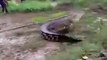 Villagers Try To Catch Crocodile Before The Croc Catches Them