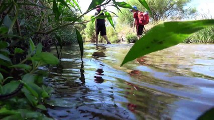 4K The THINGS You Find In A Sewage Treatment Oasis... Crazy Spiny Soft Shell, Travel & Nature.