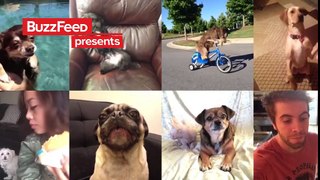 The Best Dog Vines of 2013