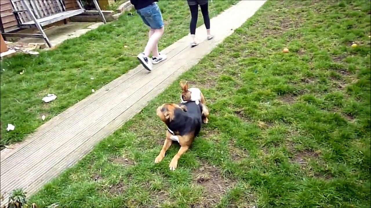 FUNNY My Rabbit Shagging My Dog in the Garden