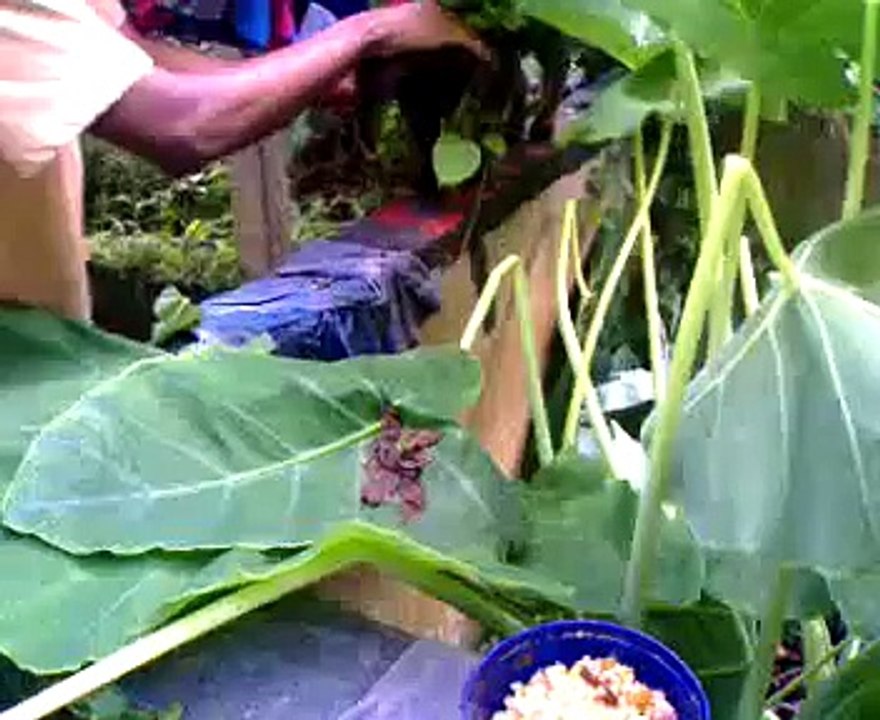 funny dog