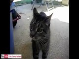 Funny cats, cute cats, funny dogs, funny animals funniest videos15