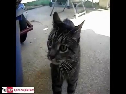 Funny cats, cute cats, funny dogs, funny animals funniest videos15