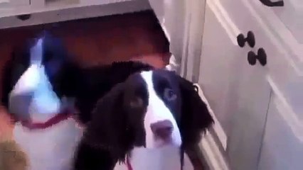 English Springer Dogs Spin for Dinner Time