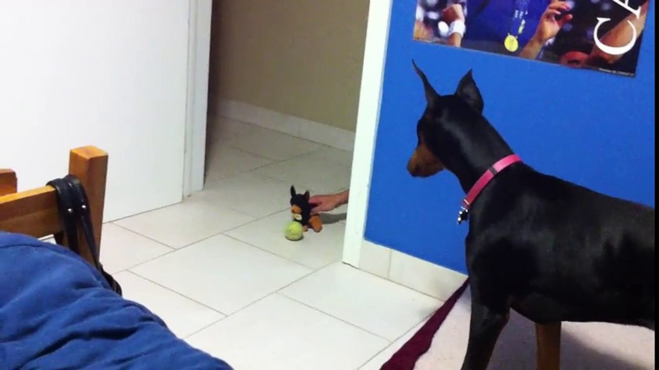 funny scared doberman