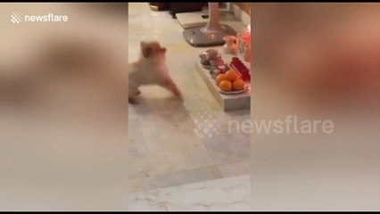 Cute dog appears to worship at religious shrine