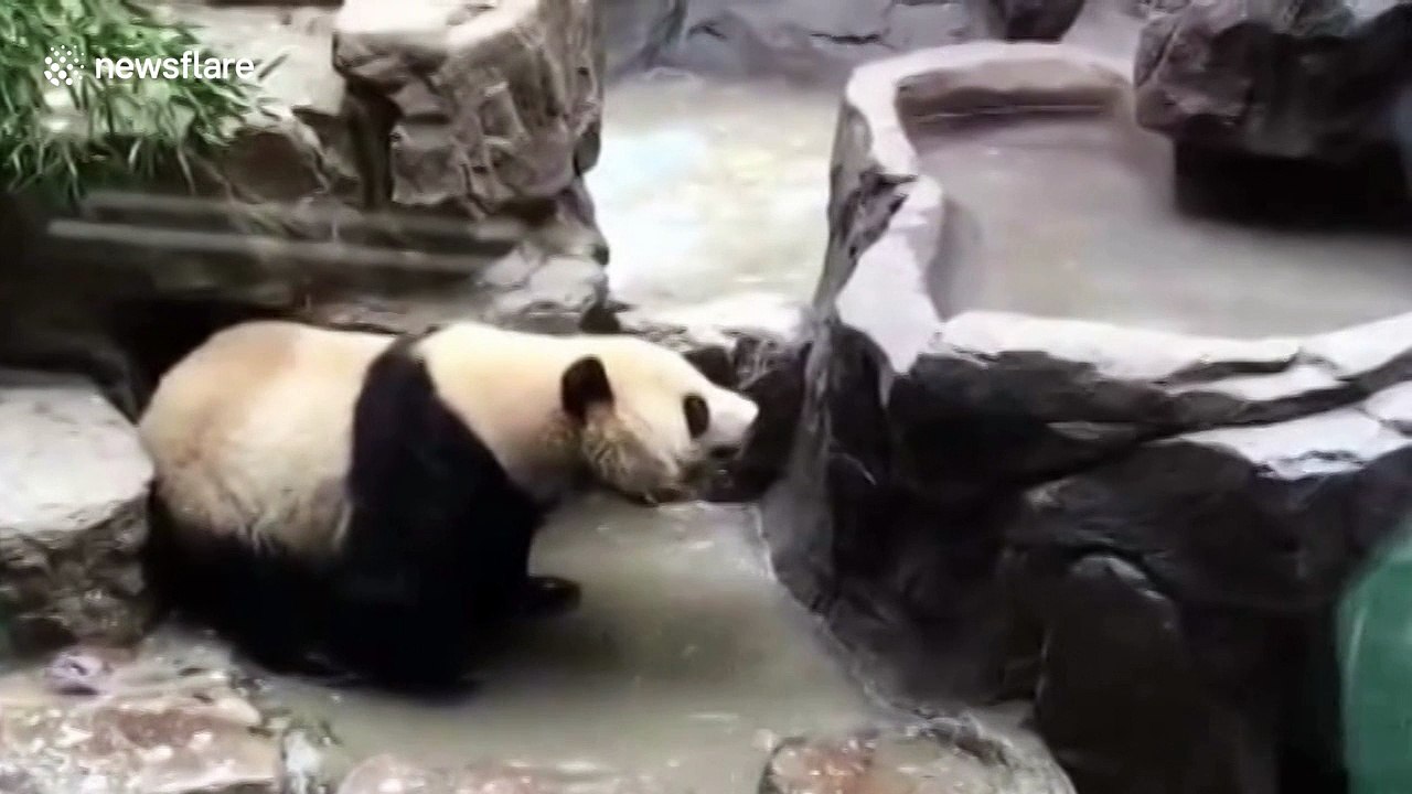 Giant panda washes itself