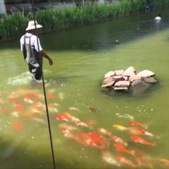 Cet homme nourrit ces poissons rouges tout les jours et ils le lui rendent bien... Suivi à la trace