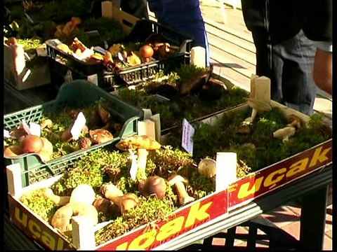 Poznaj grzyby - lekcja poglądowa