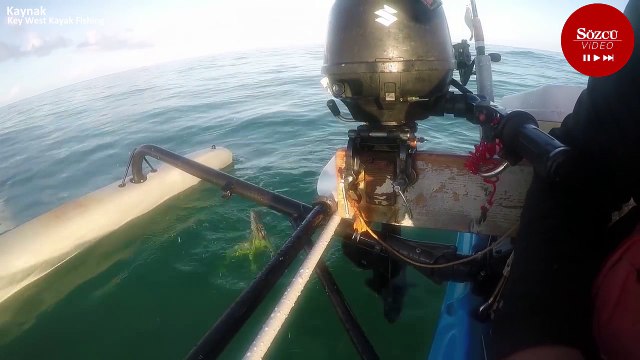 Denizin ortasındaki iguanayı boğulmaktan kurtardı