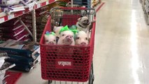 Des cochons et un carlin font les courses
