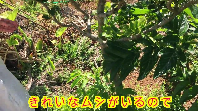 むしムシ虫！たびら昆虫自然館のバッタや芋虫やクモ【こうちゃん】Finding Insects! Spiders, worm, dragonfly, grasshopper & bugs!