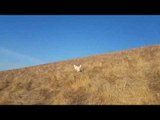 Husky Hops With Happiness as She Tries to Hunt