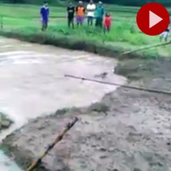 Timsah yakalamaya çalışan köylülerin çabası hüsranla bitti