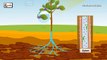 Photosynthesis | Photosynthesis in plants | Photosynthesis - Biology basics for children | elearnin