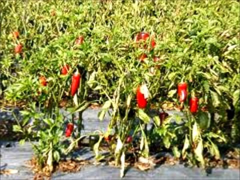 The Health Benefits of Cayenne Pepper.Stop Heart Attacks, lower Blood Pressure,cholesterol.