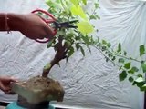 How to Bougainvillea Bonsai Wiring // Mammal Bonsai