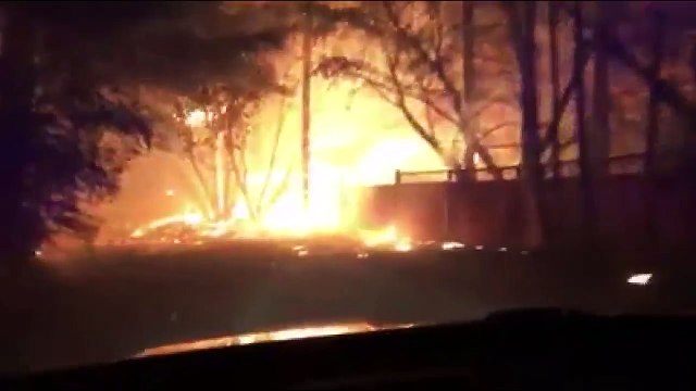 Cão pastor ficou no incêndio para guardar o rebanho... Quando o dono o encontrou... Não queria acreditar!