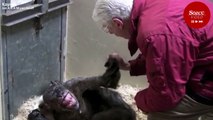 Ölüm döşeğindeki şempanzeye dost ziyareti