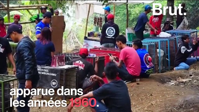 La lutte mortelle des combats entre chiens et sangliers