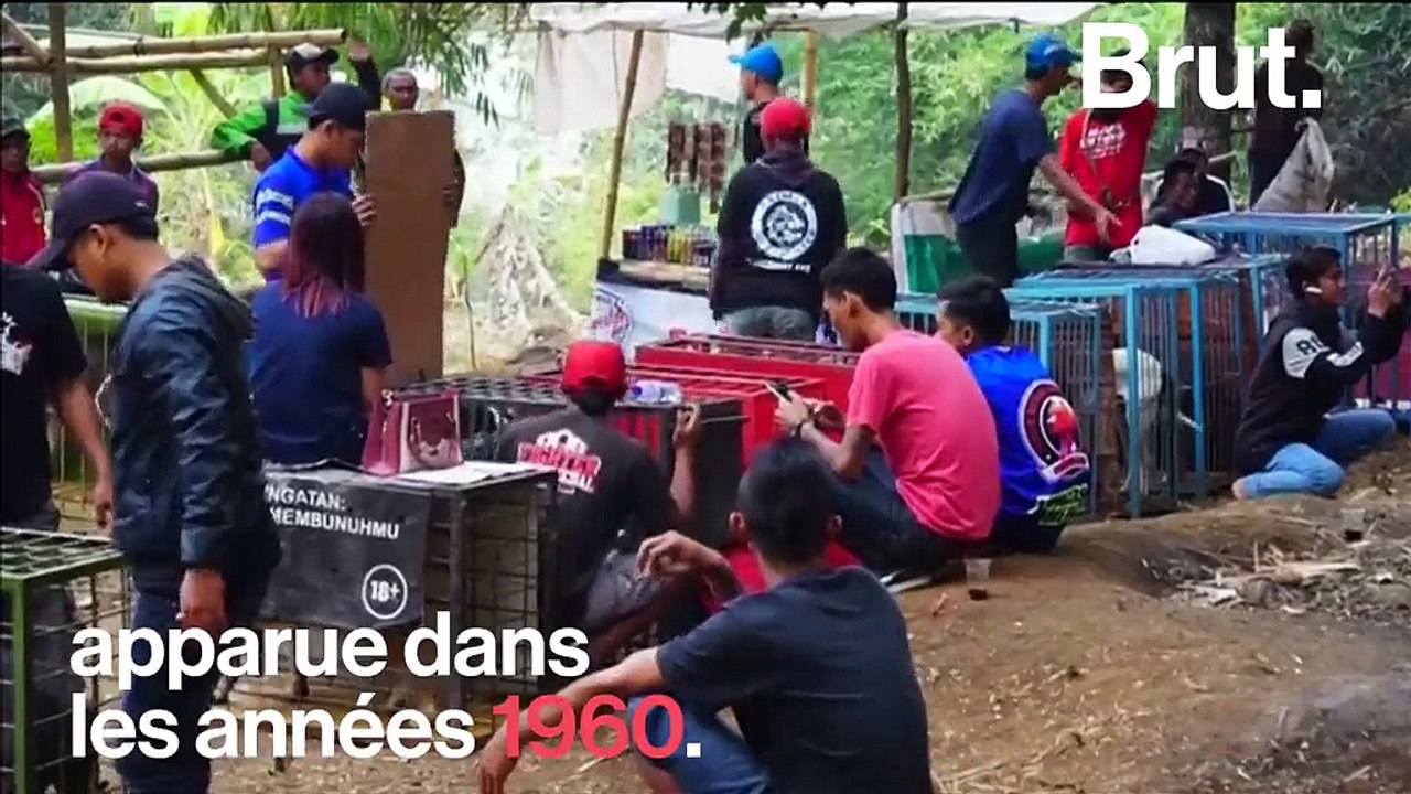 La lutte mortelle des combats entre chiens et sangliers