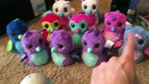 Hatchimals / Hatching A New Baby! / Hatchimals Surprise Eggs